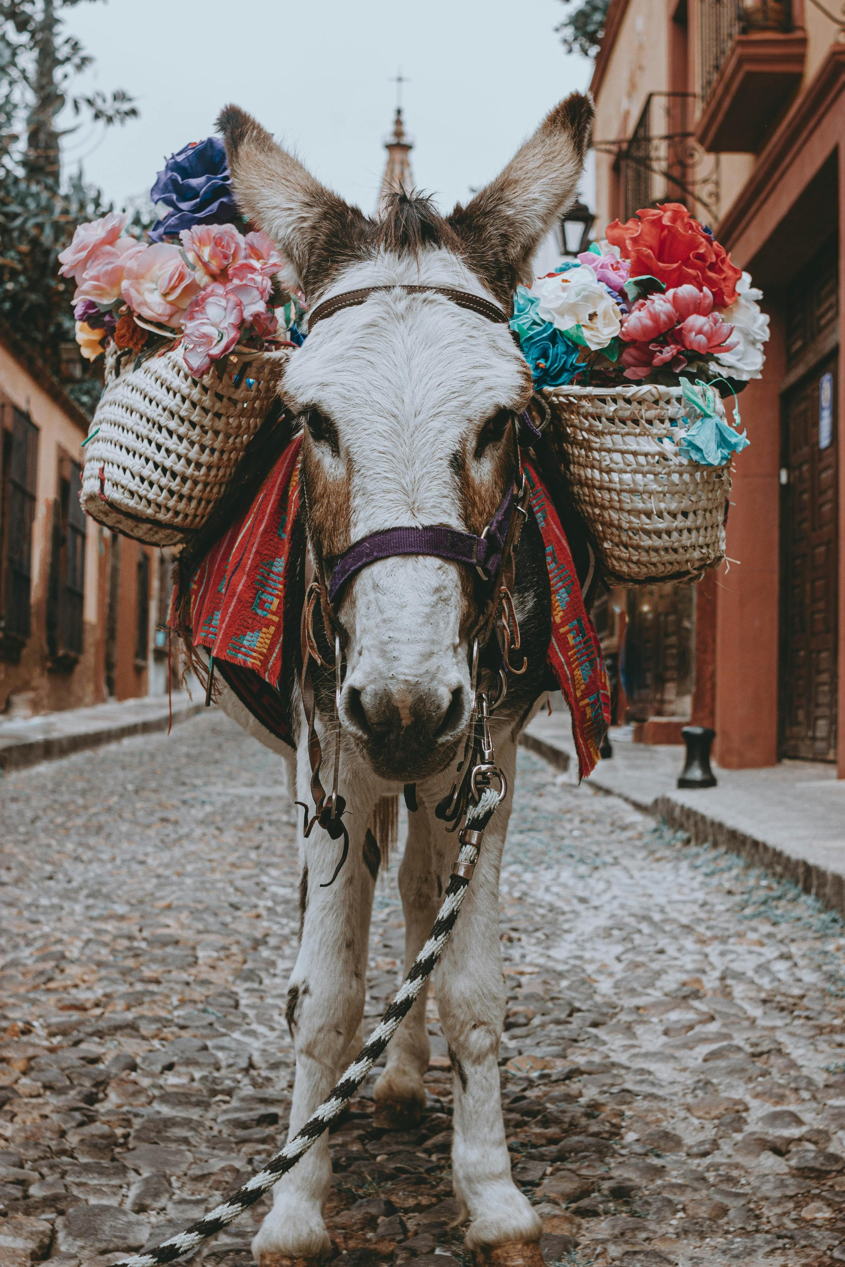 A flower-adorned donkey on a cobblestone street in San Miguel de Allende