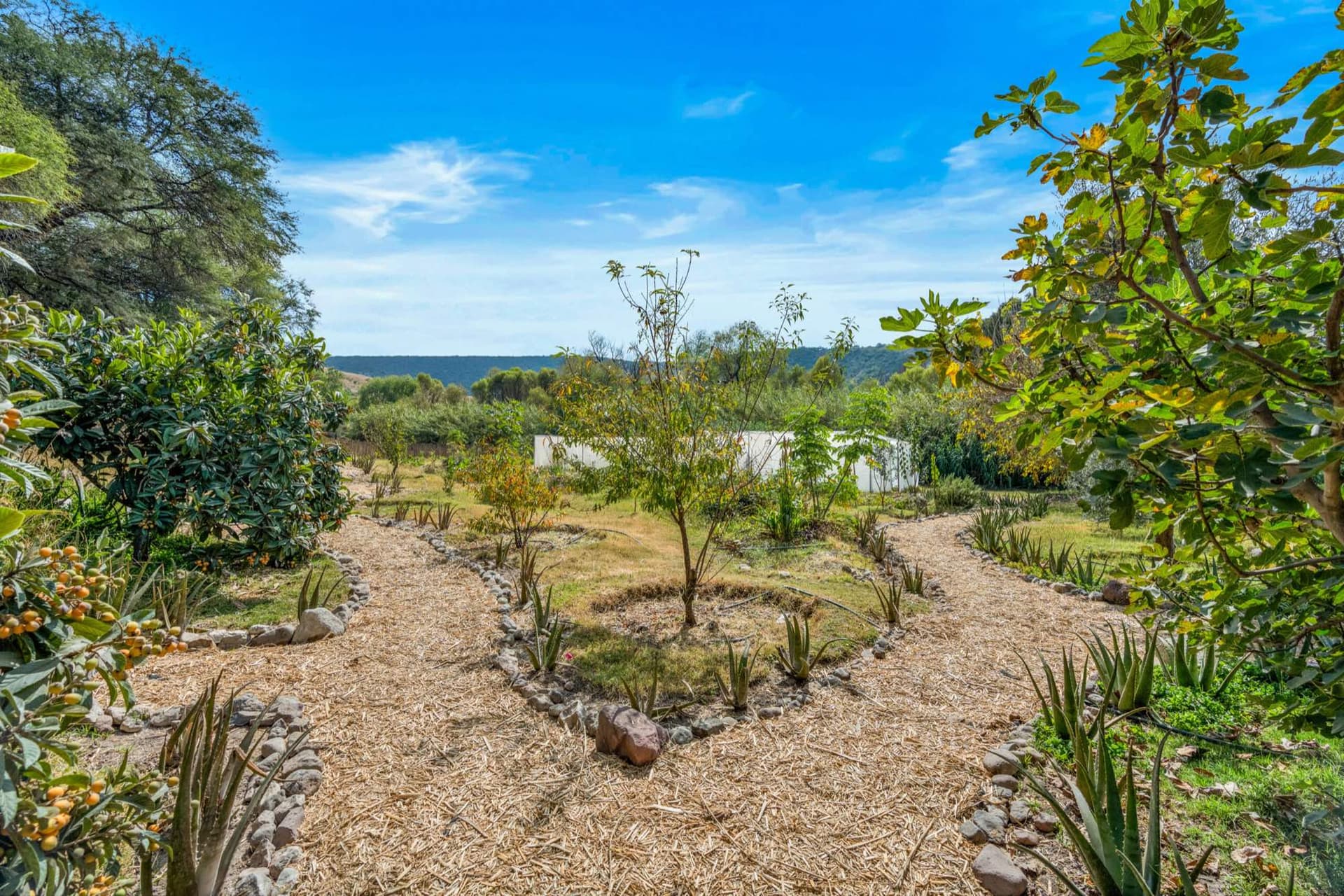 The young food forest at Queerhaven, with fruit trees and mulched paths below the hills