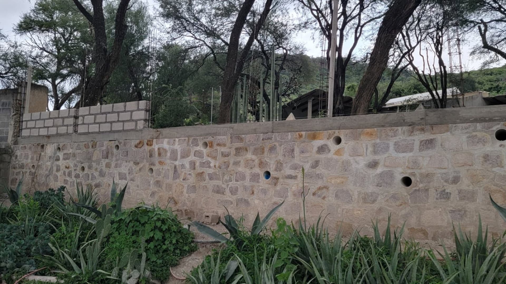 A newly rebuilt stone wall among the mesquite at Queerhaven