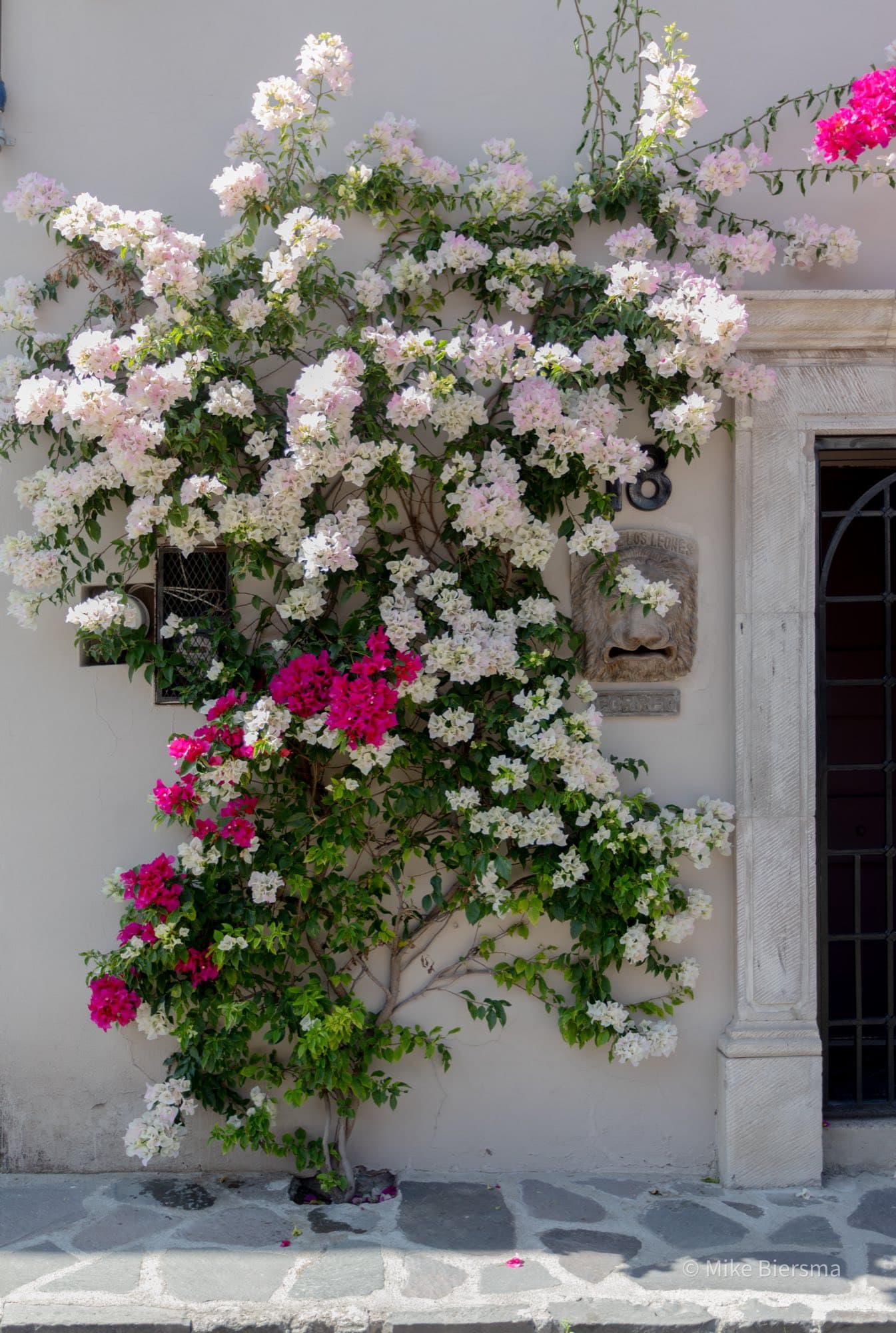 A restored home in Colonia Guadalupe with flowering plants at the entrance