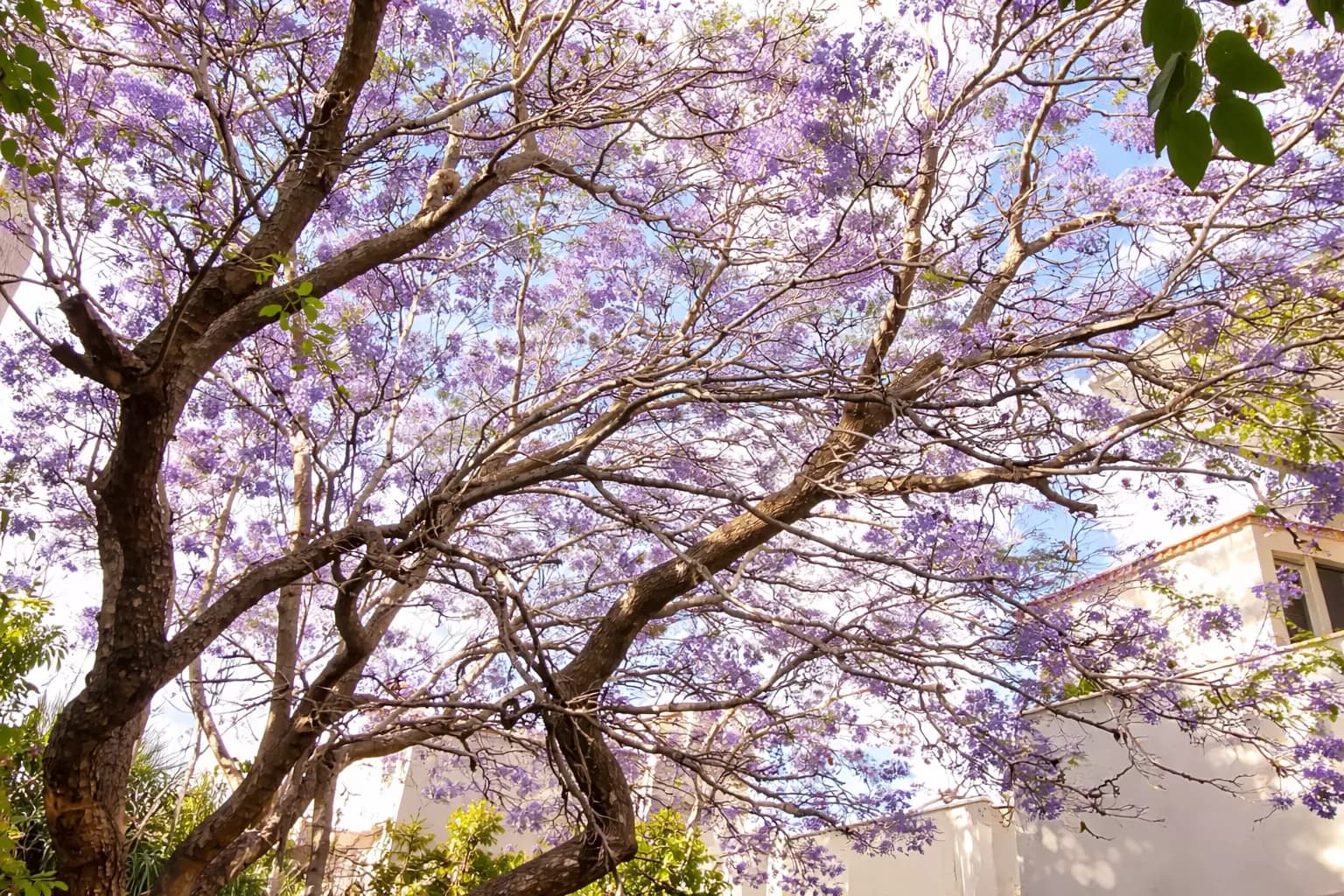 Casa Tranquila — Guadalupe, San Miguel de Allende — photo 9 — majestic jacaranda blooms frame residence