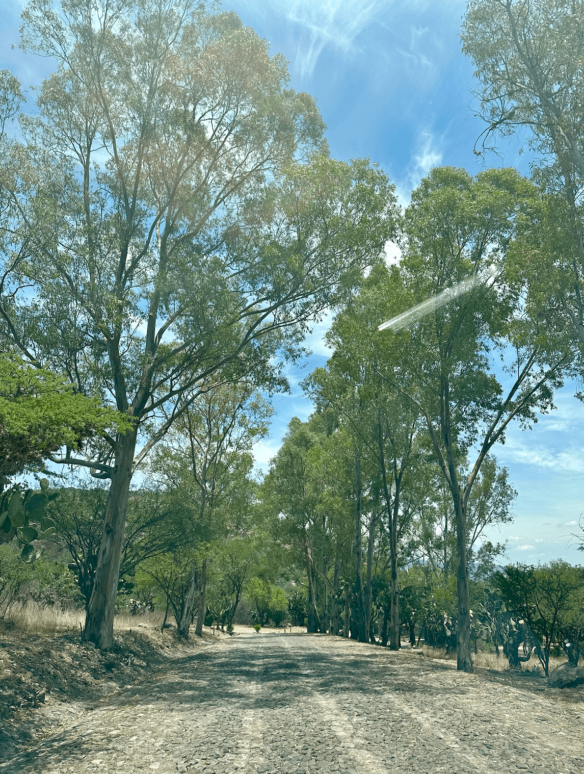 Santa Matilde Valley View — San Miguel de Allende Centro, San Miguel de Allende — photo 3 — majestic tree-lined private drive
