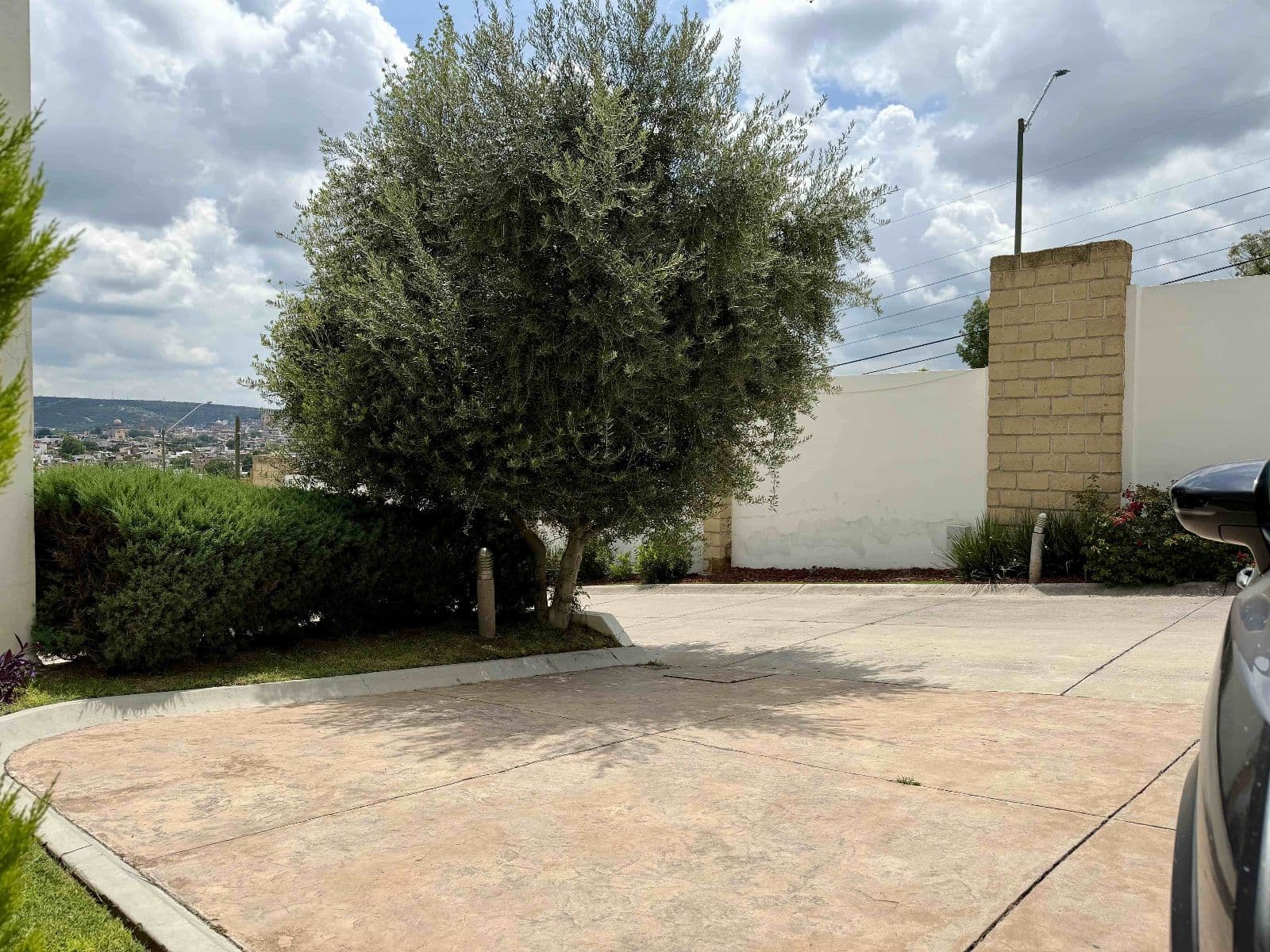 Casa Garzas — Las Brisas, San Miguel de Allende — photo 26 — mature olive tree, panoramic hillside views