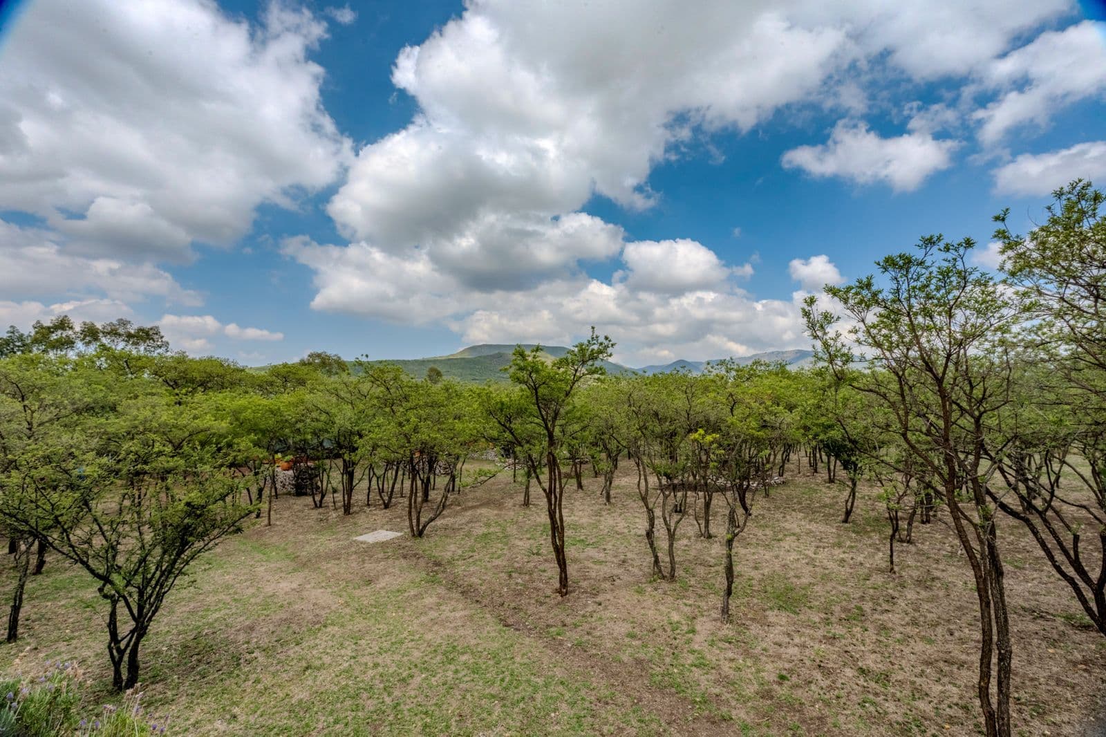 Campo Azul — San Miguel de Allende Centro, San Miguel de Allende — photo 15 — expansive vineyard with mountain vistas
