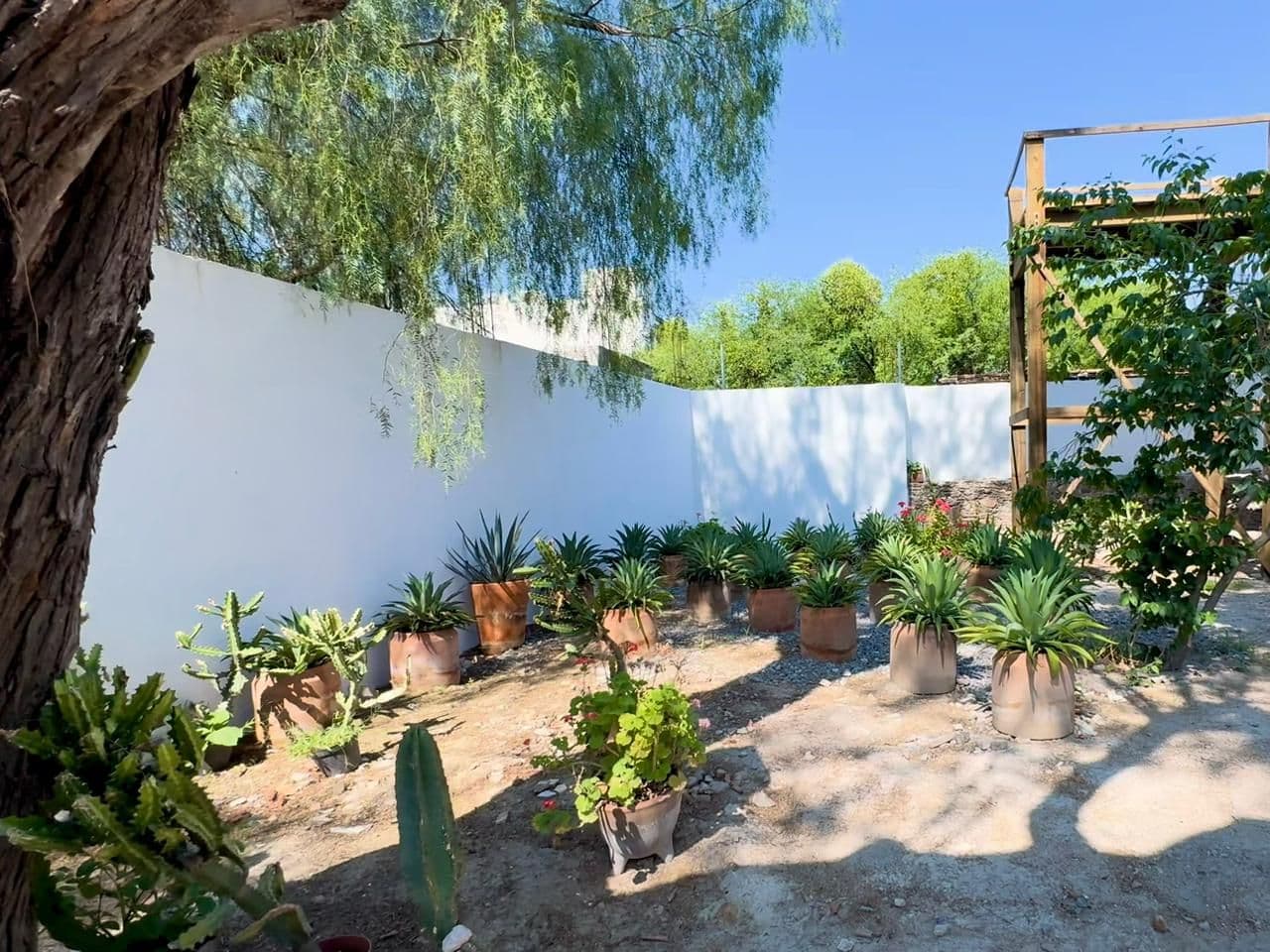 Barranca 67, A Rare Opportunity in Centro — Centro, San Miguel de Allende — photo 12 — serene courtyard with mature specimens