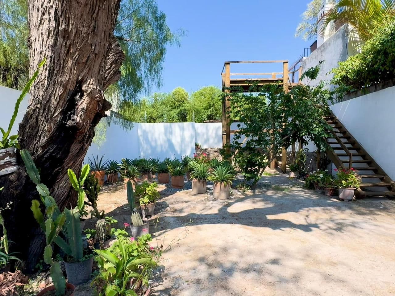 Barranca 67, A Rare Opportunity in Centro — Centro, San Miguel de Allende — photo 13 — sun-drenched courtyard with mature specimen trees