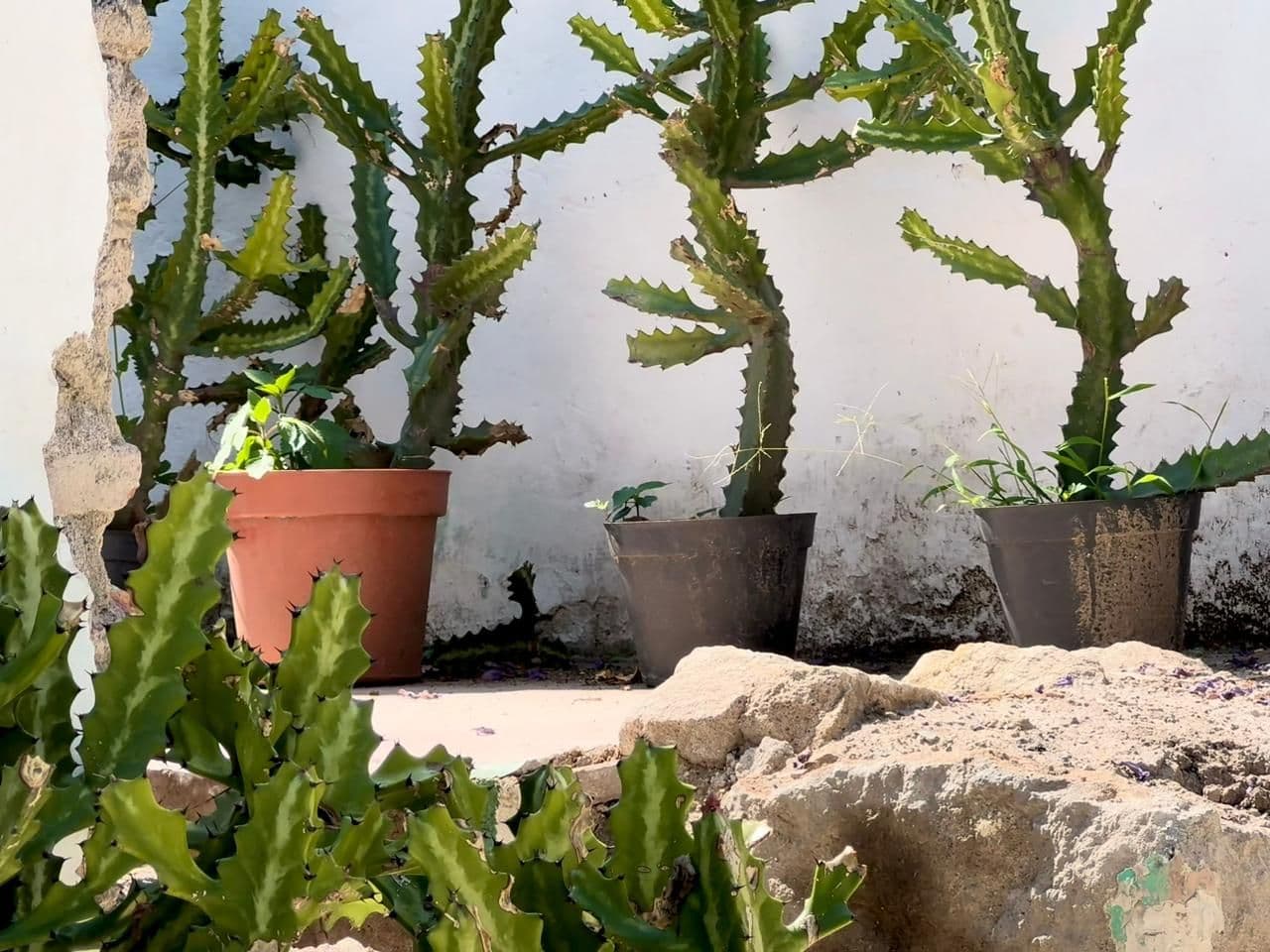 Barranca 67, A Rare Opportunity in Centro — Centro, San Miguel de Allende — photo 20 — rustic courtyard, vibrant desert garden charm