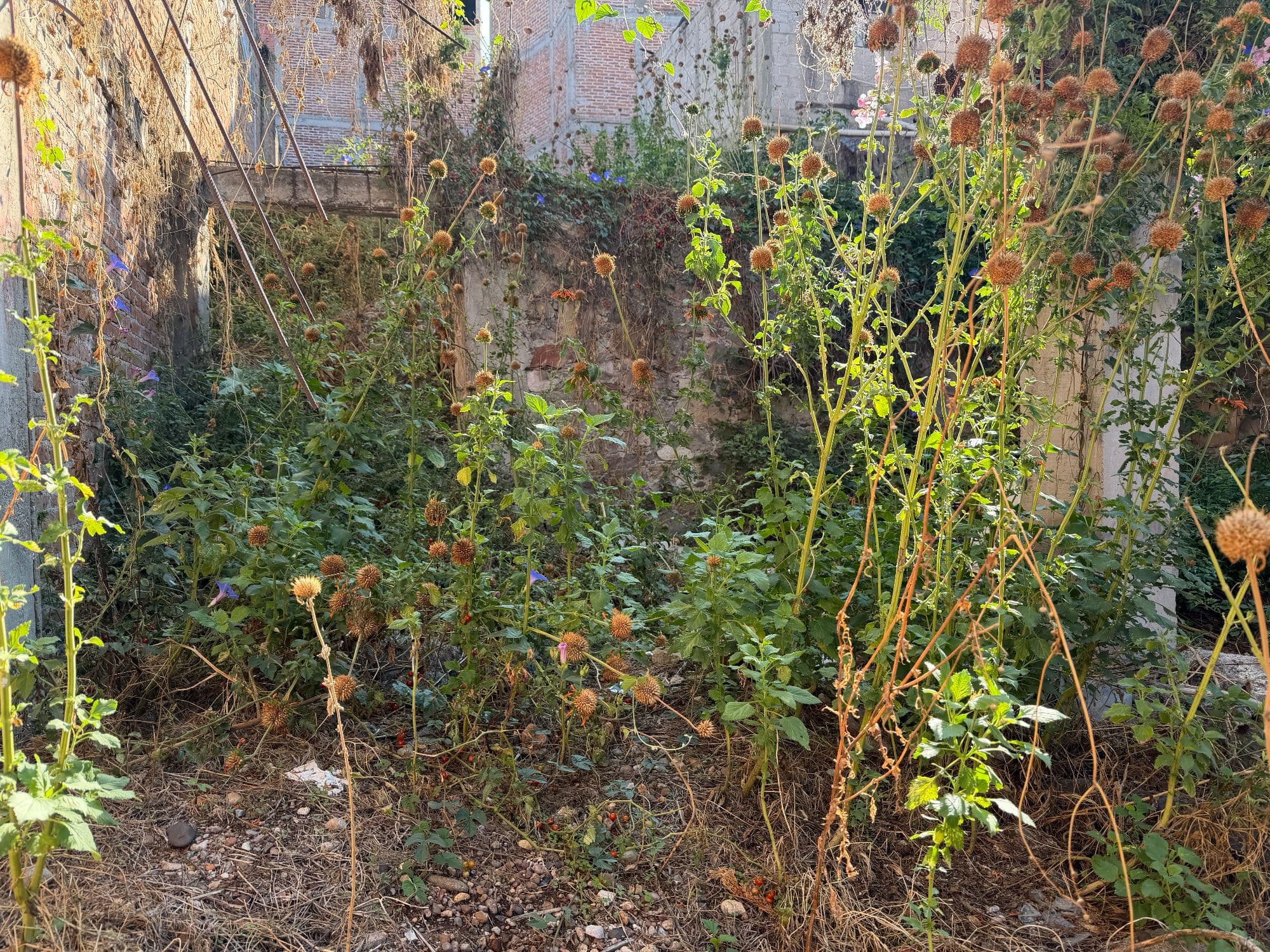 Lote Atascadero — Centro, San Miguel de Allende — photo 7 — charming courtyard with abundant natural light