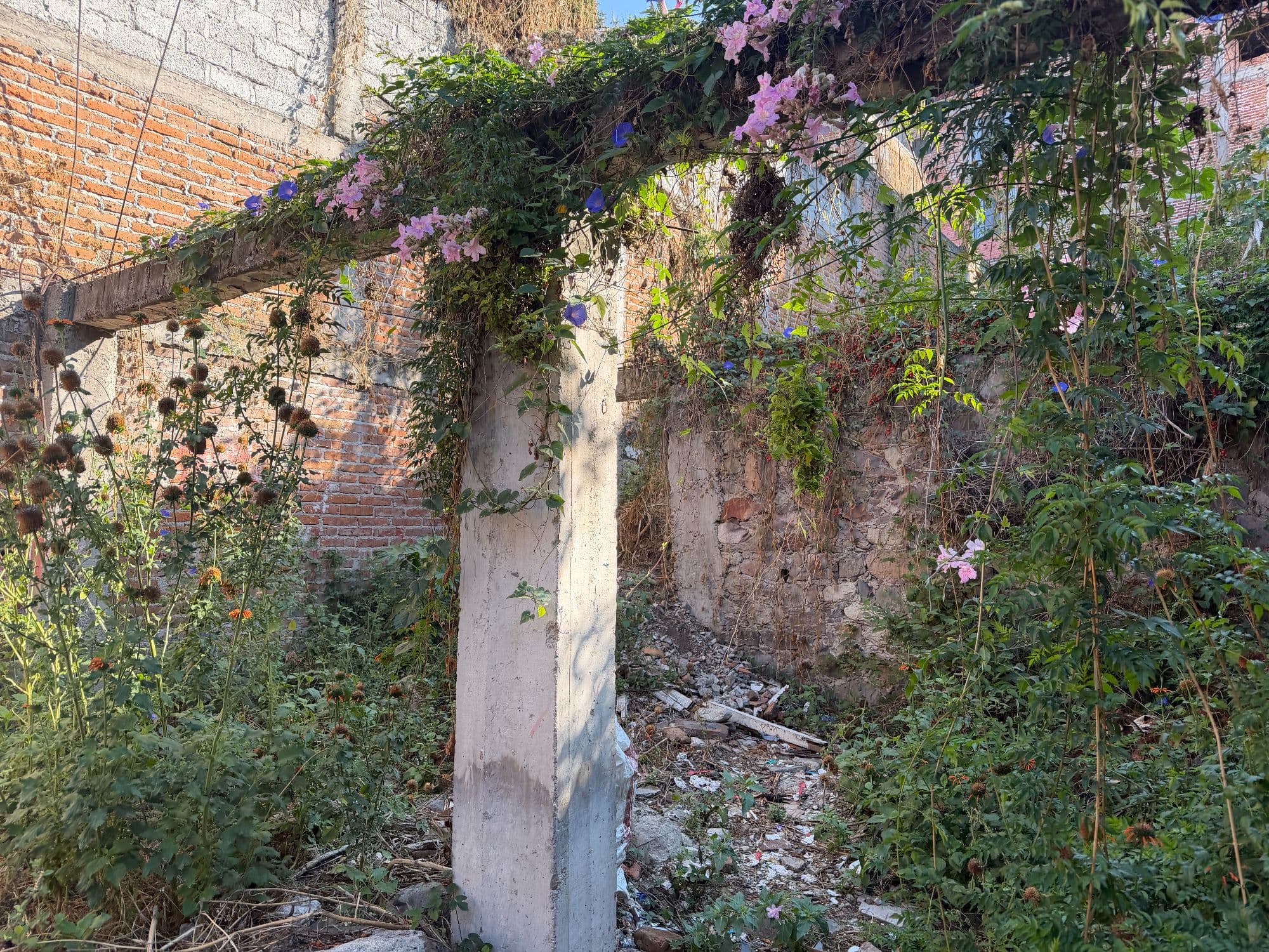 Lote Atascadero — Centro, San Miguel de Allende — photo 9 — charming courtyard, blooming bougainvillea dreams