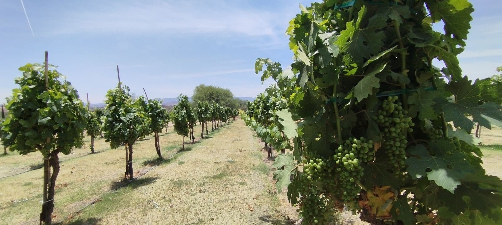 L6 SENDEROS — Los Senderos, Valle de los, San Miguel de Allende — photo 4 — verdant vineyard estate, rolling hillside views