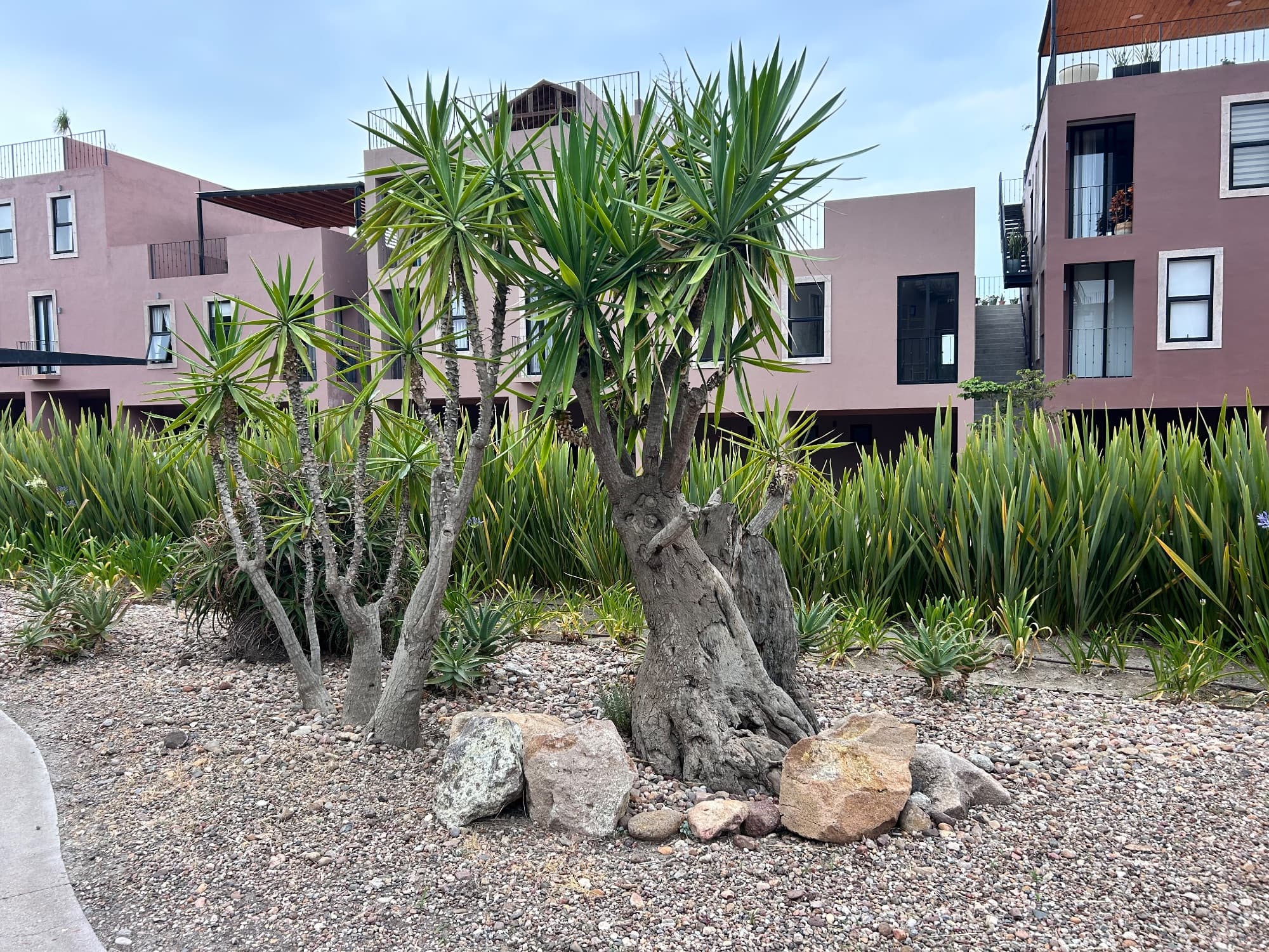 Barrio Santo Dpto 2A — San Miguel de Allende Centro, San Miguel de Allende — photo 3 — mature palms grace contemporary courtyard