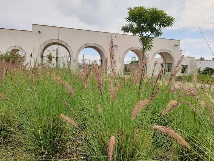 Villa Mila — La Luminaria, San Miguel de Allende — photo 16 — architectural charm meets lush native landscaping