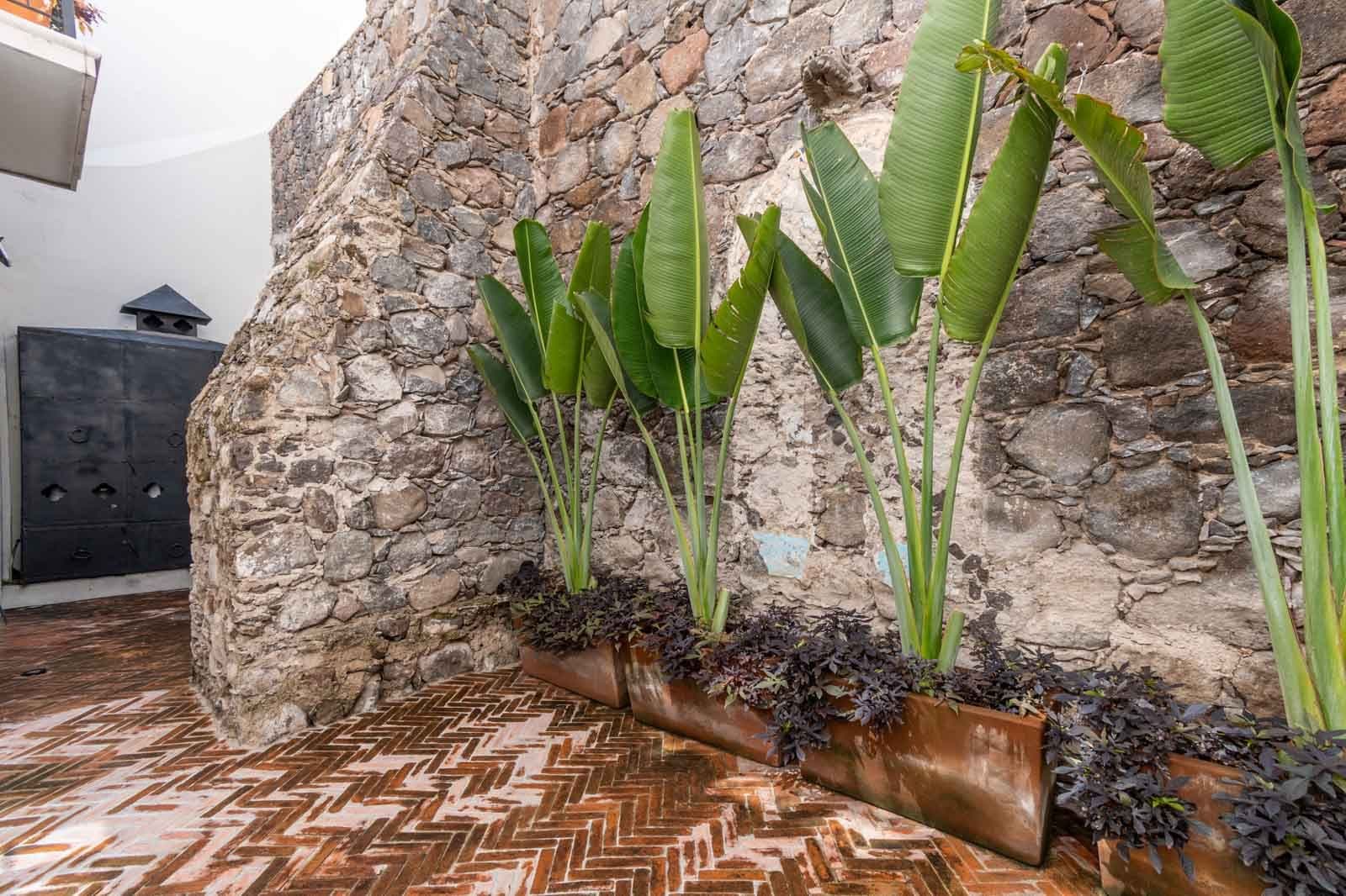 Casa Jacaranda — Guadiana, San Miguel de Allende — photo 9 — rustic courtyard with verdant greenery