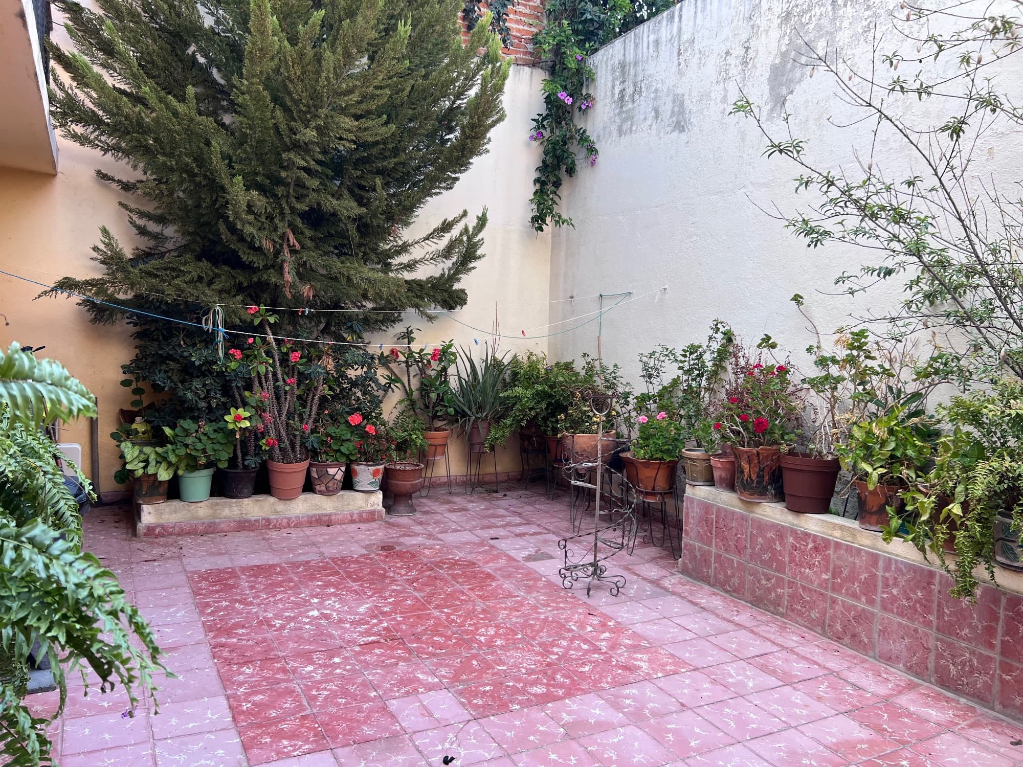 Casa Tatanacho - FIXER UPPER — Guadalupe, San Miguel de Allende — photo 7 — charming courtyard, abundant flowering potential