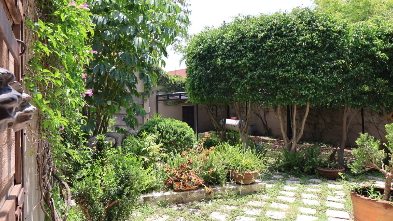 Casa Gibson — Centro, San Miguel de Allende — photo 28 — verdant courtyard, mature botanical sanctuary