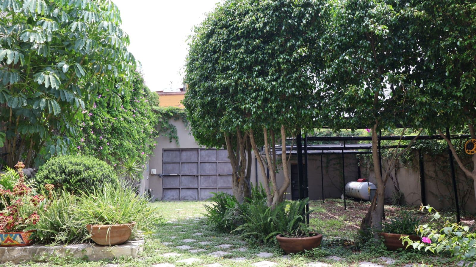 Casa Gibson — Centro, San Miguel de Allende — photo 29 — verdant courtyard with mature shade trees