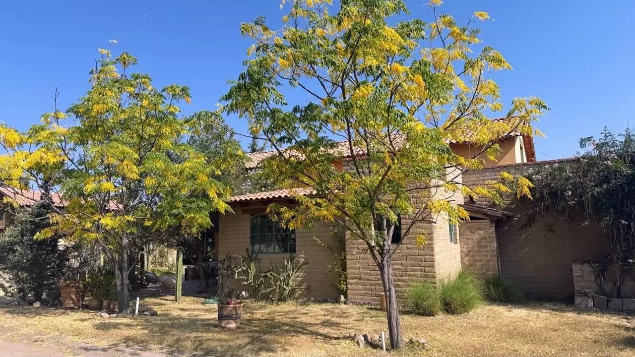 Casa Los Olivos — San Virgilio, San Miguel de Allende — photo 10 — mature shade trees, rustic charm awaits