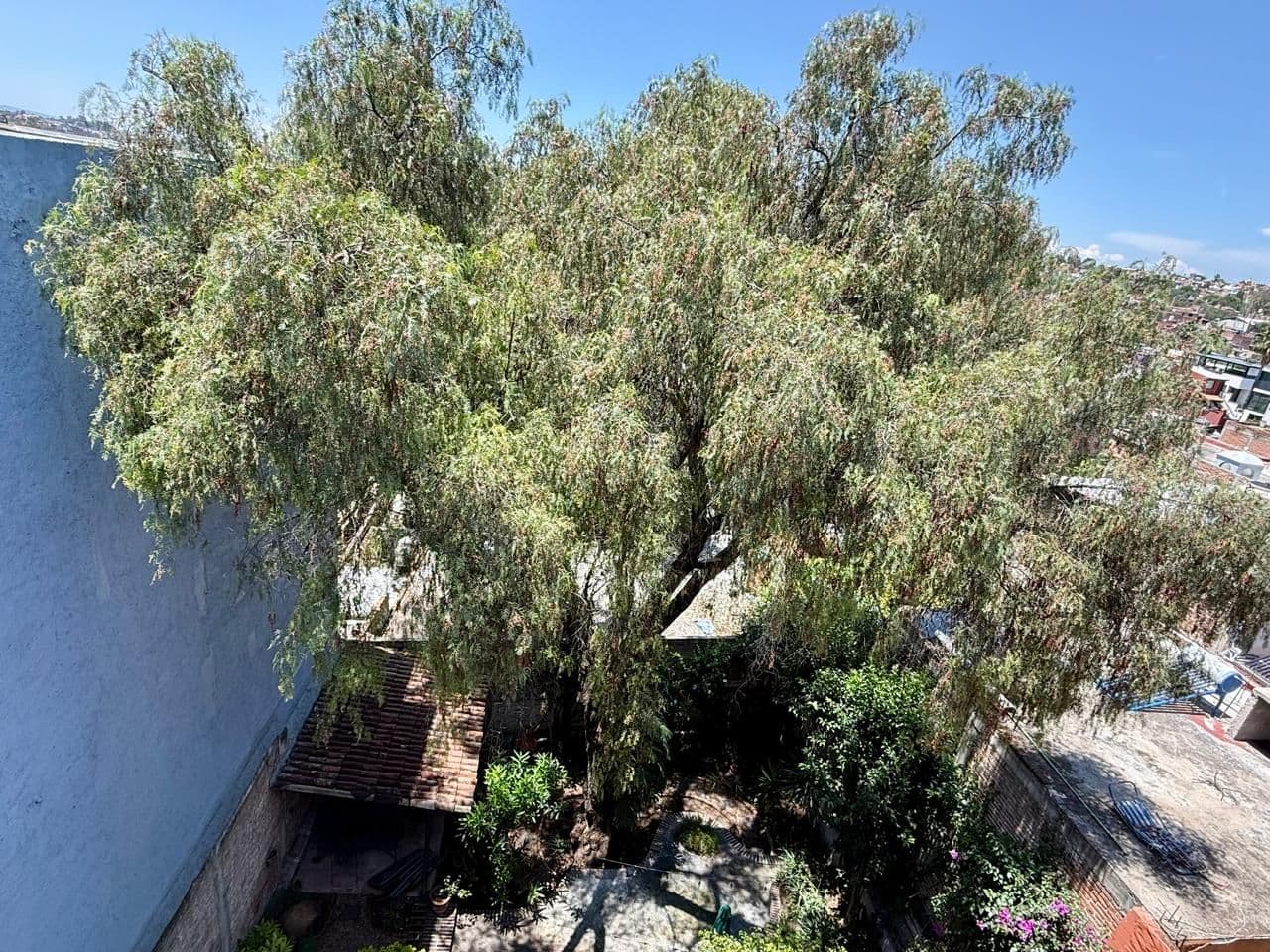 VENTA DEPARTAMENTO 3 N GUADALUPE β Guadalupe, San Miguel de Allende β photo 13 β mature shade tree, charming courtyard oasis