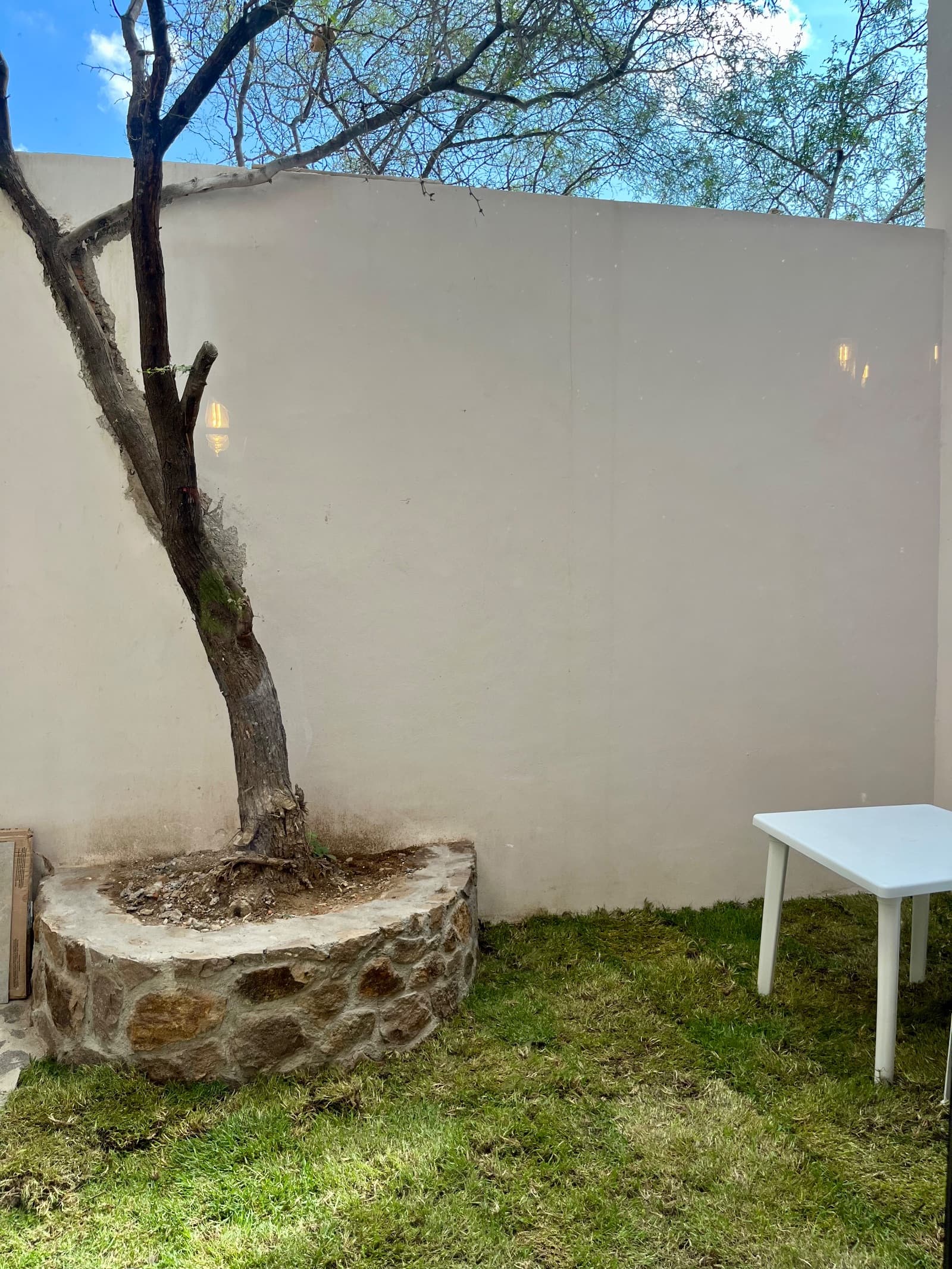 Casa Rivera — Independencia, San Miguel de Allende — photo 10 — serene courtyard with mature tree