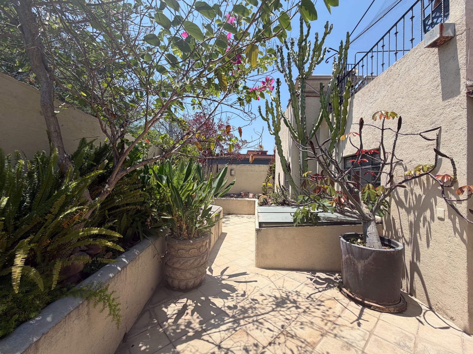Casa Clinton — Caracol, San Miguel de Allende — photo 19 — sun-drenched rooftop garden oasis