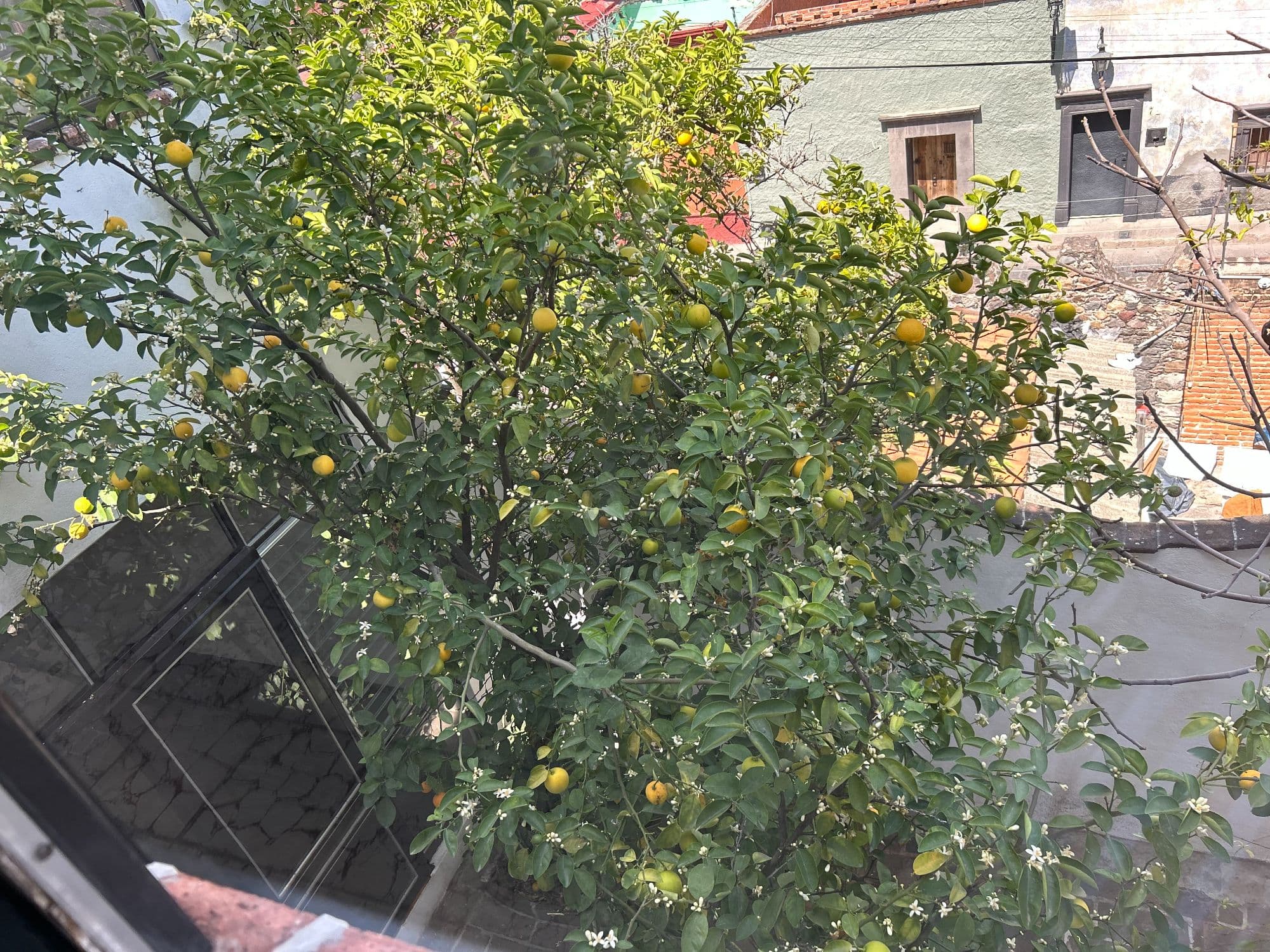 Casa Naranjo — San Miguel de Allende Centro, San Miguel de Allende — photo 29 — abundant citrus garden, charming colonial architecture