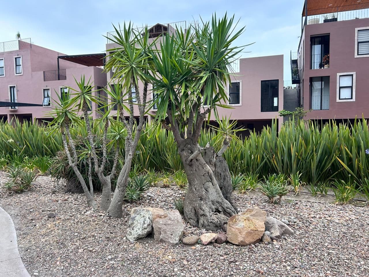 Barrio Santo Dpto 1 A — Barrio Santo, San Miguel de Allende — photo 3 — mature palms grace serene courtyard oasis