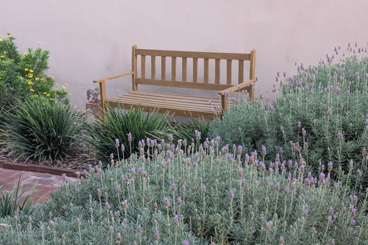 1959 Orizaba 112 — San Antonio, San Miguel de Allende — photo 15 — serene lavender garden retreat space