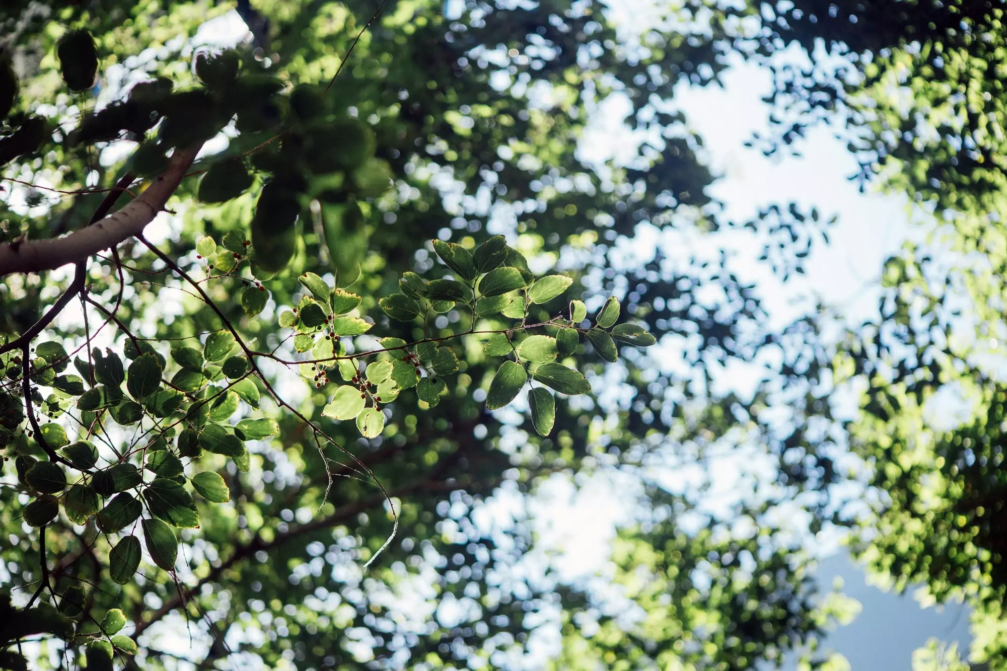ALVA lot 7 — El Obraje, San Miguel de Allende — photo 2 — dappled sunlight through mature canopy