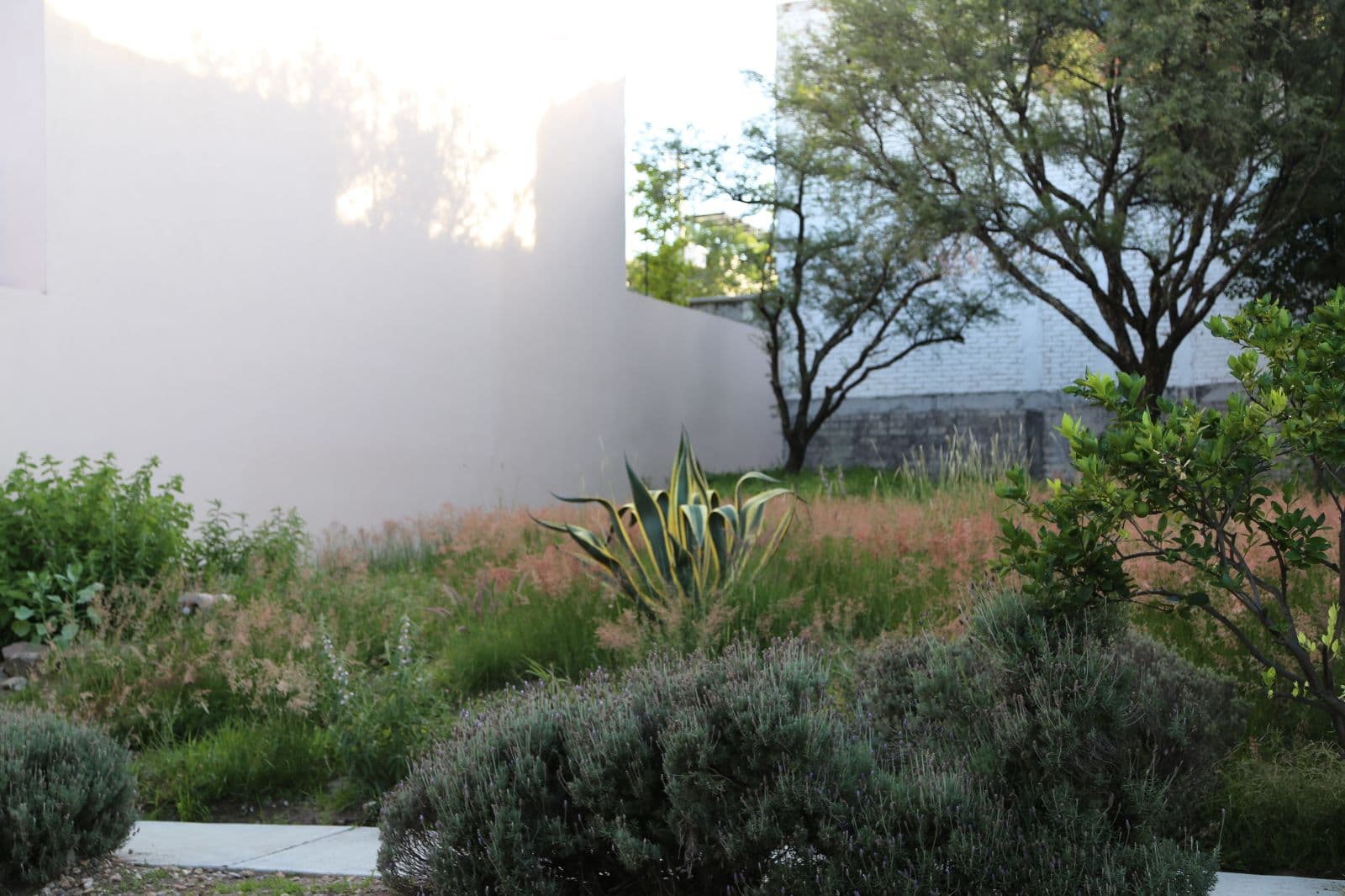 Lote San Gamliel 54 — El Paraiso, San Miguel de Allende — photo 2 — serene drought-tolerant garden oasis