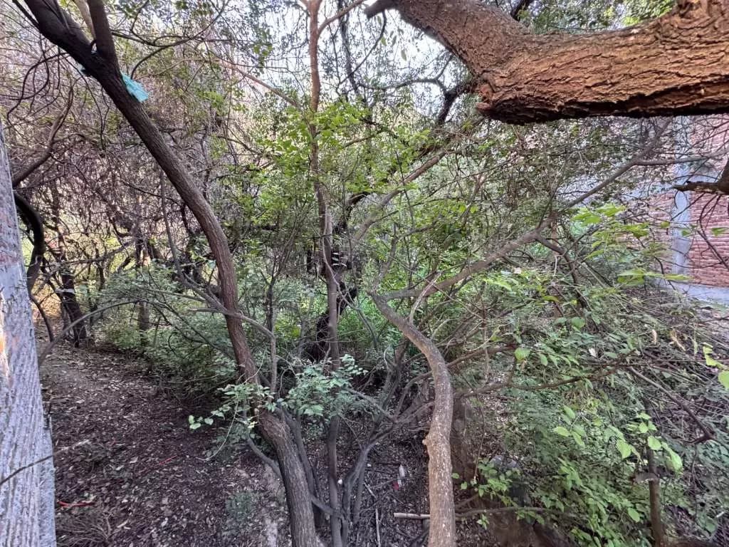 Callejón Ojo De Agua — Ojo de Agua, San Miguel de Allende — photo 10 — mature canopy, serene woodland retreat